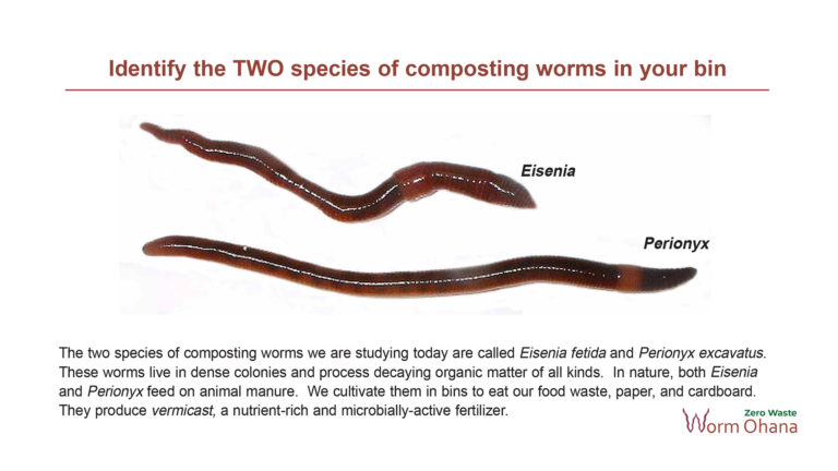 Illustration of composting worms