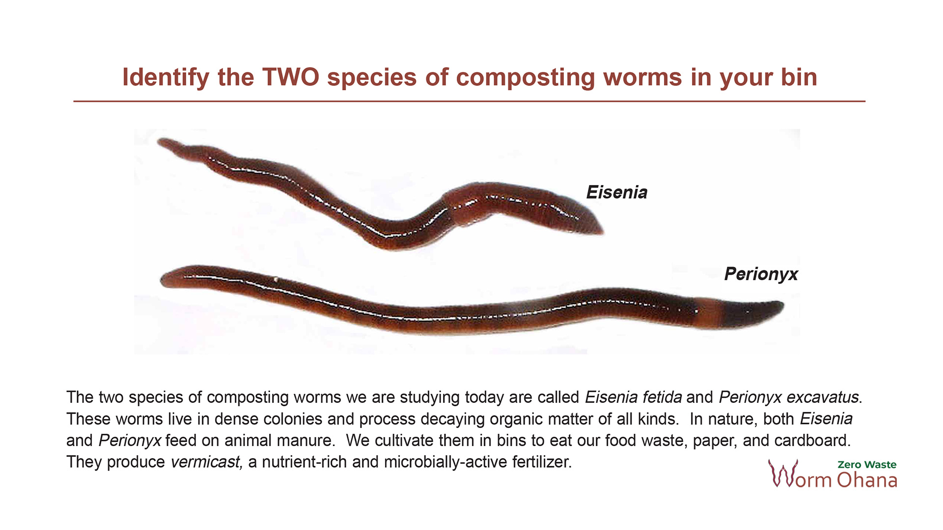 Illustration of composting worms