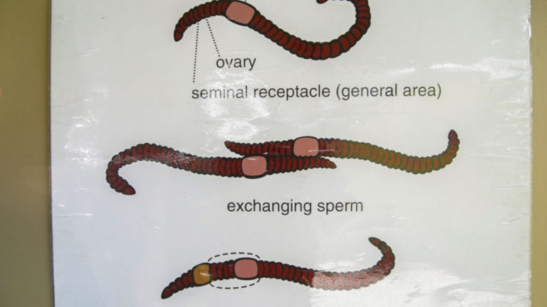 Illustration of reproductive parts of worms