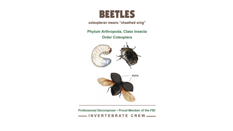 Invertebrate Invitational: The Beetle Grub