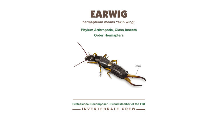 Earwig