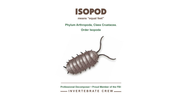 Invertebrate Invitational: The Isopod