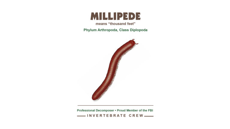 Invertebrate Invitational: The Millipede