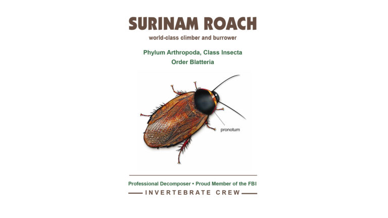 Surinam Roach